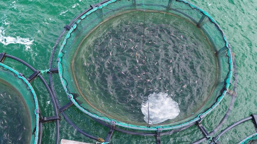 Tilapia in floating cage