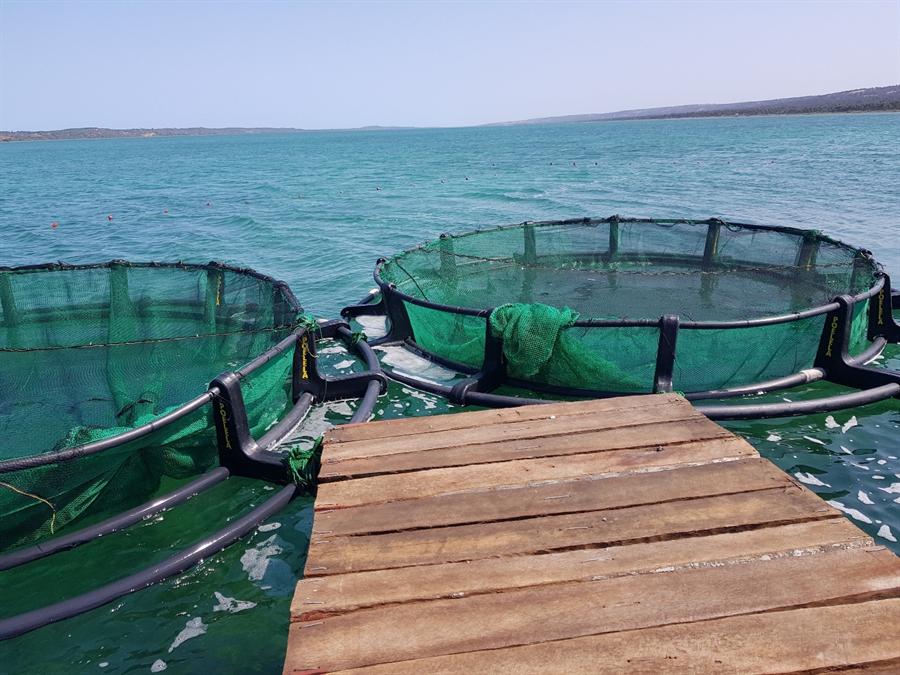 Floating cages, aerial view