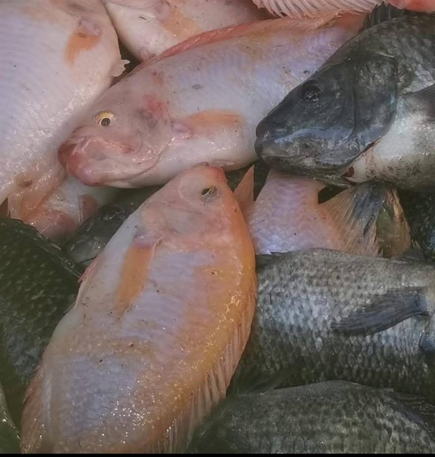 Freshly harvested tilapia